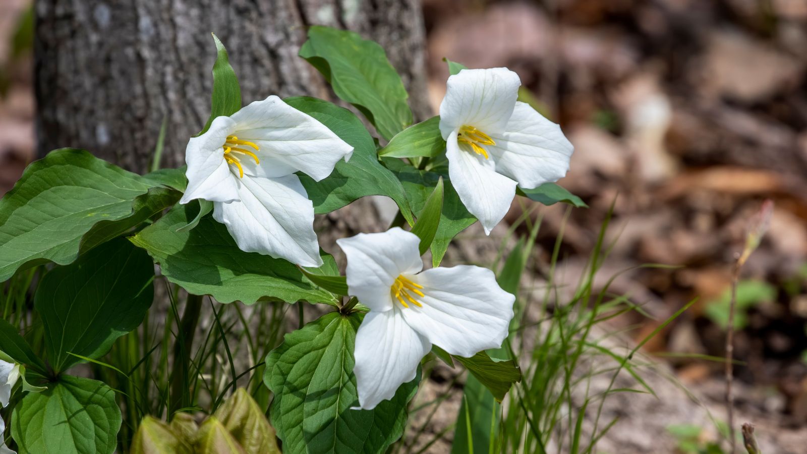 Trillium grandiflorum.
