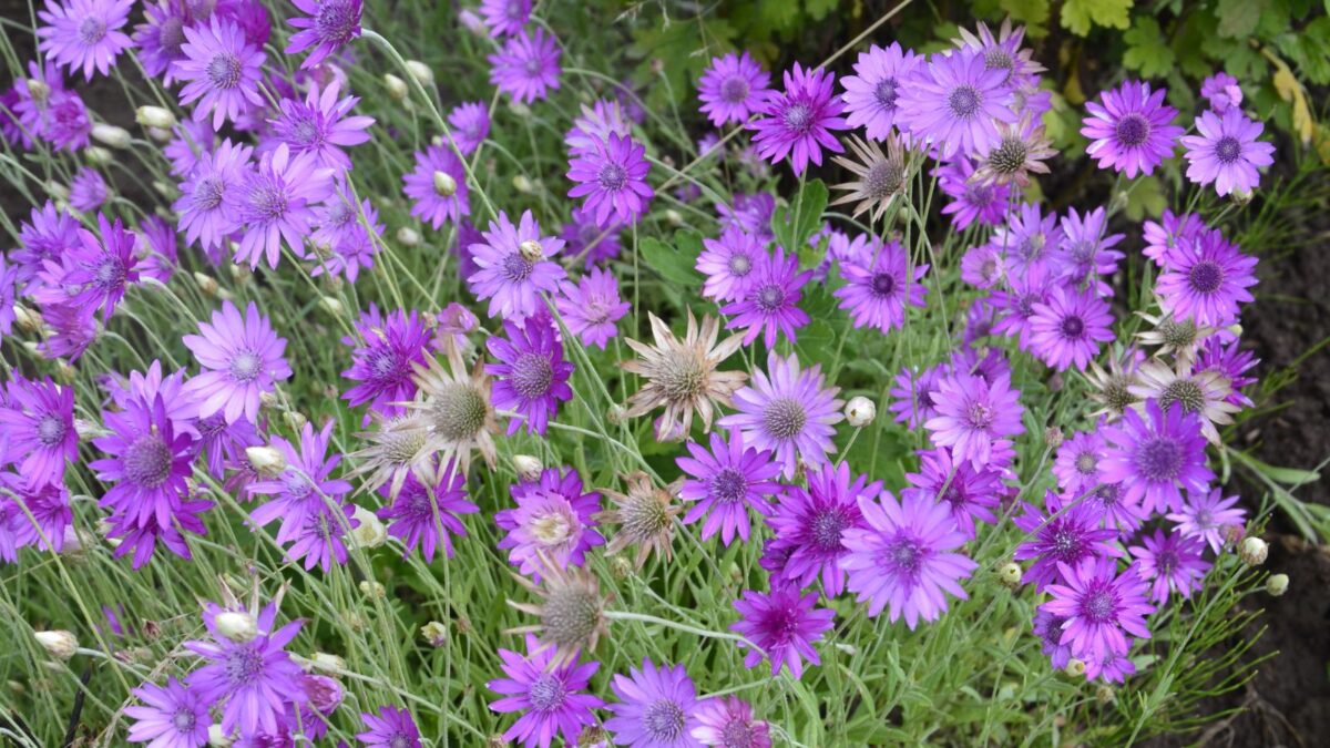 purple Xeranthemum flowers, also called everlasting immortelle.