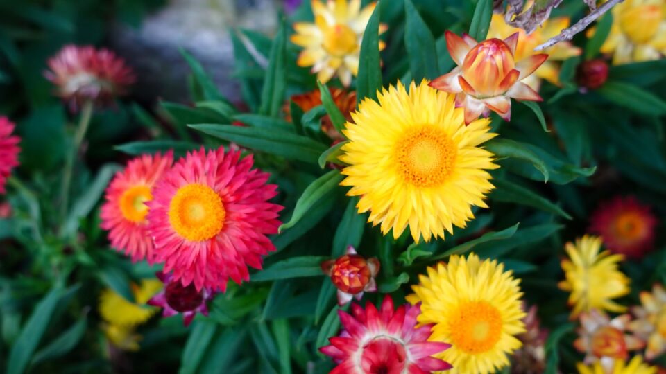 7 Extraordinary Flowers That Start With X