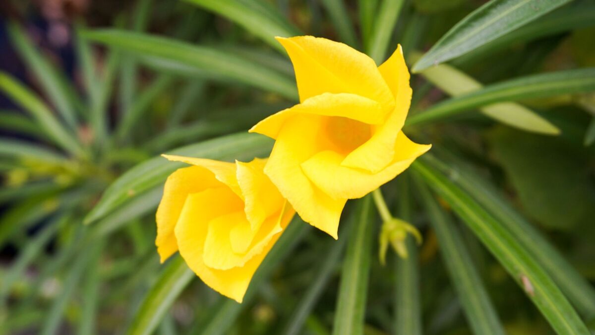 Yellow oleander.