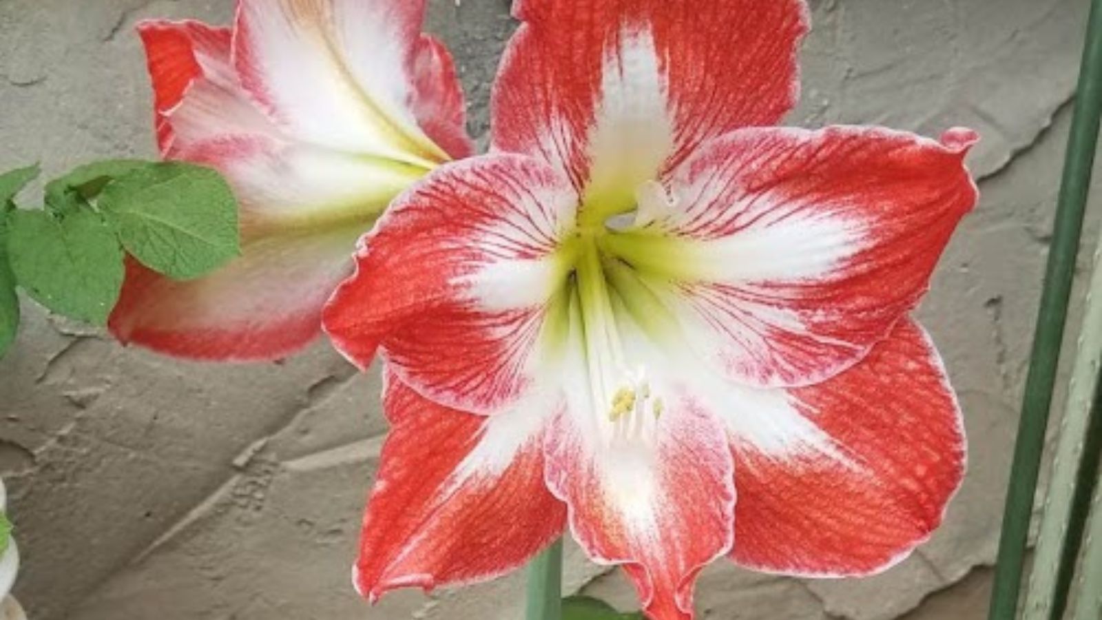 amaryllis flower.