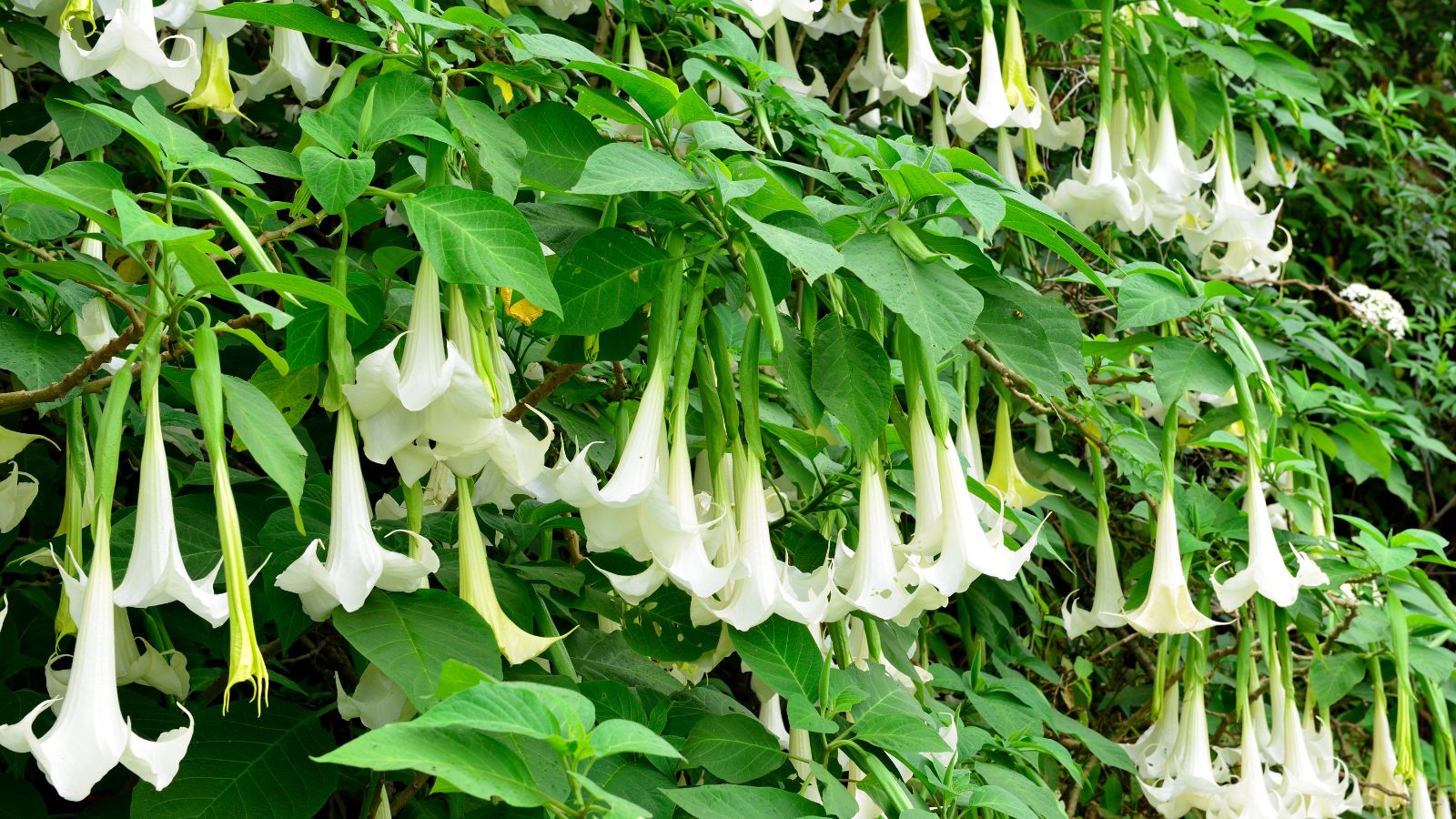 white angel's trumpet flowers.