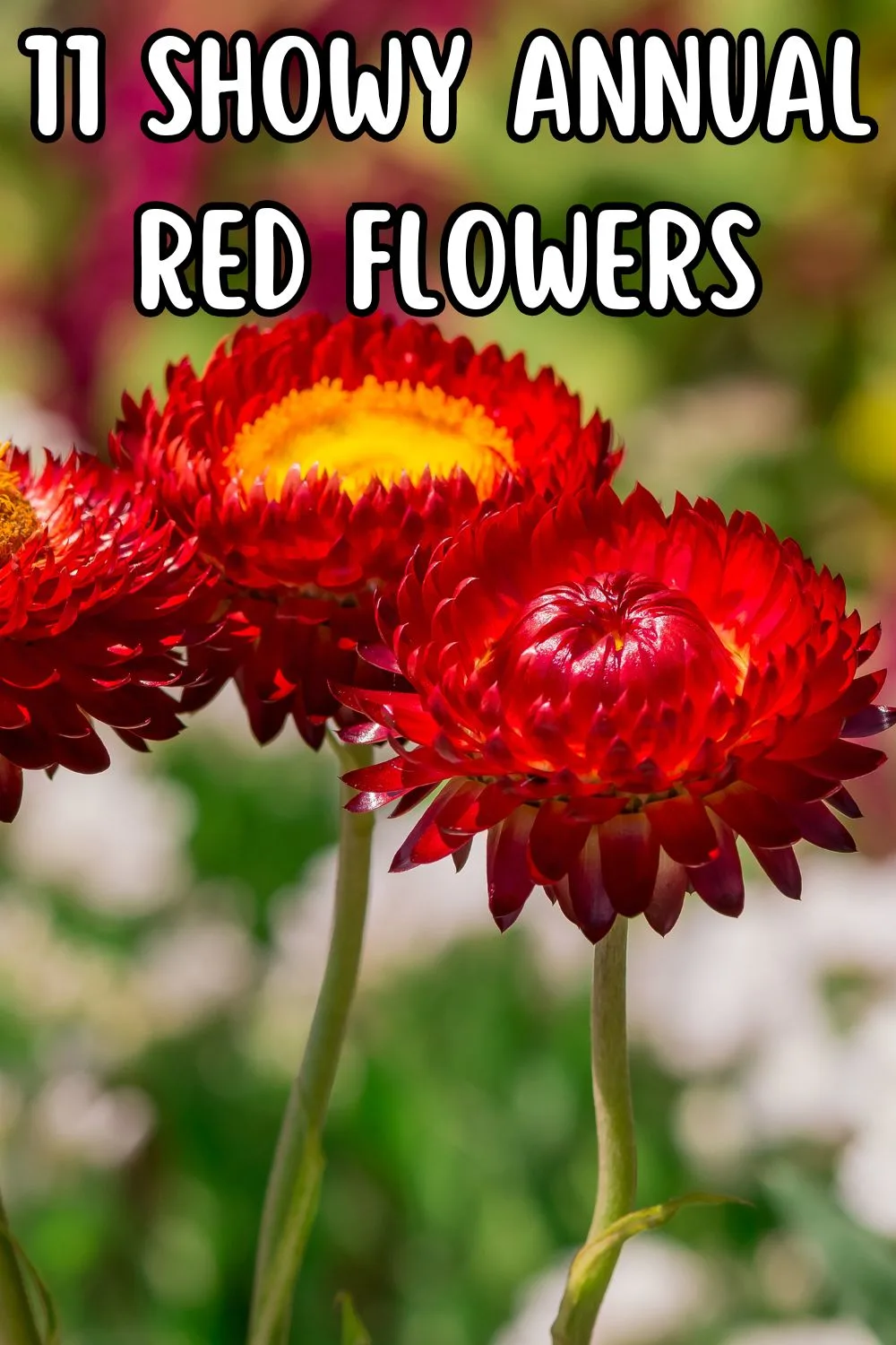 11 showy annual red flowers.