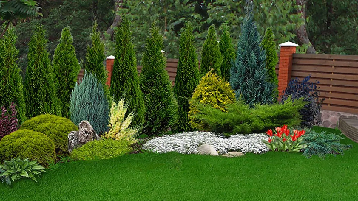 garden corner landscaped with arborvitae, boxwood, white sweet alyssum, and red tulips.