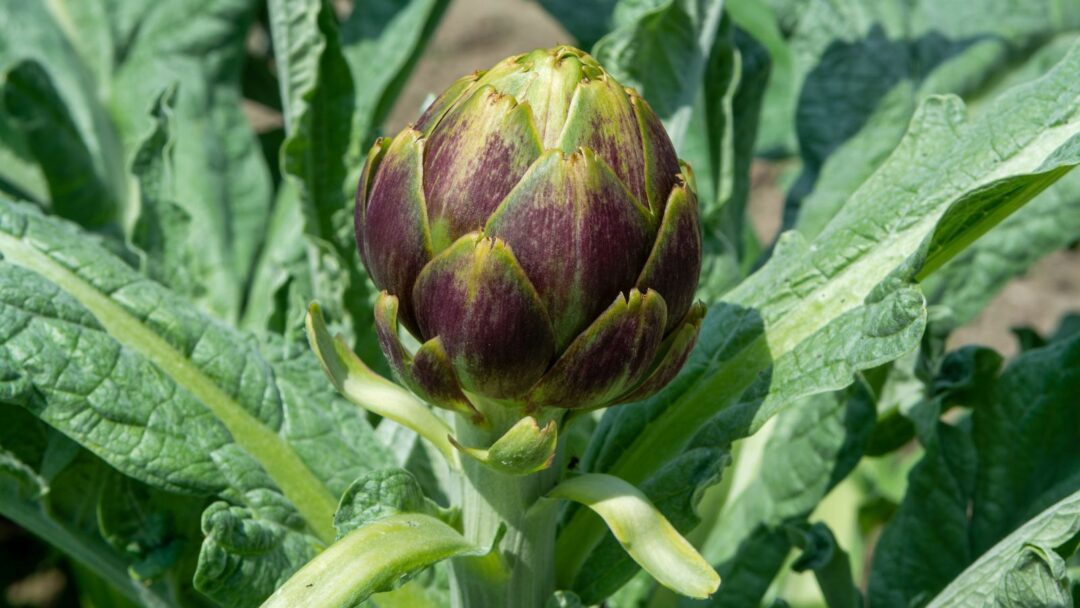 12 Best Companion Plants For Artichokes (And 3 To Avoid)
