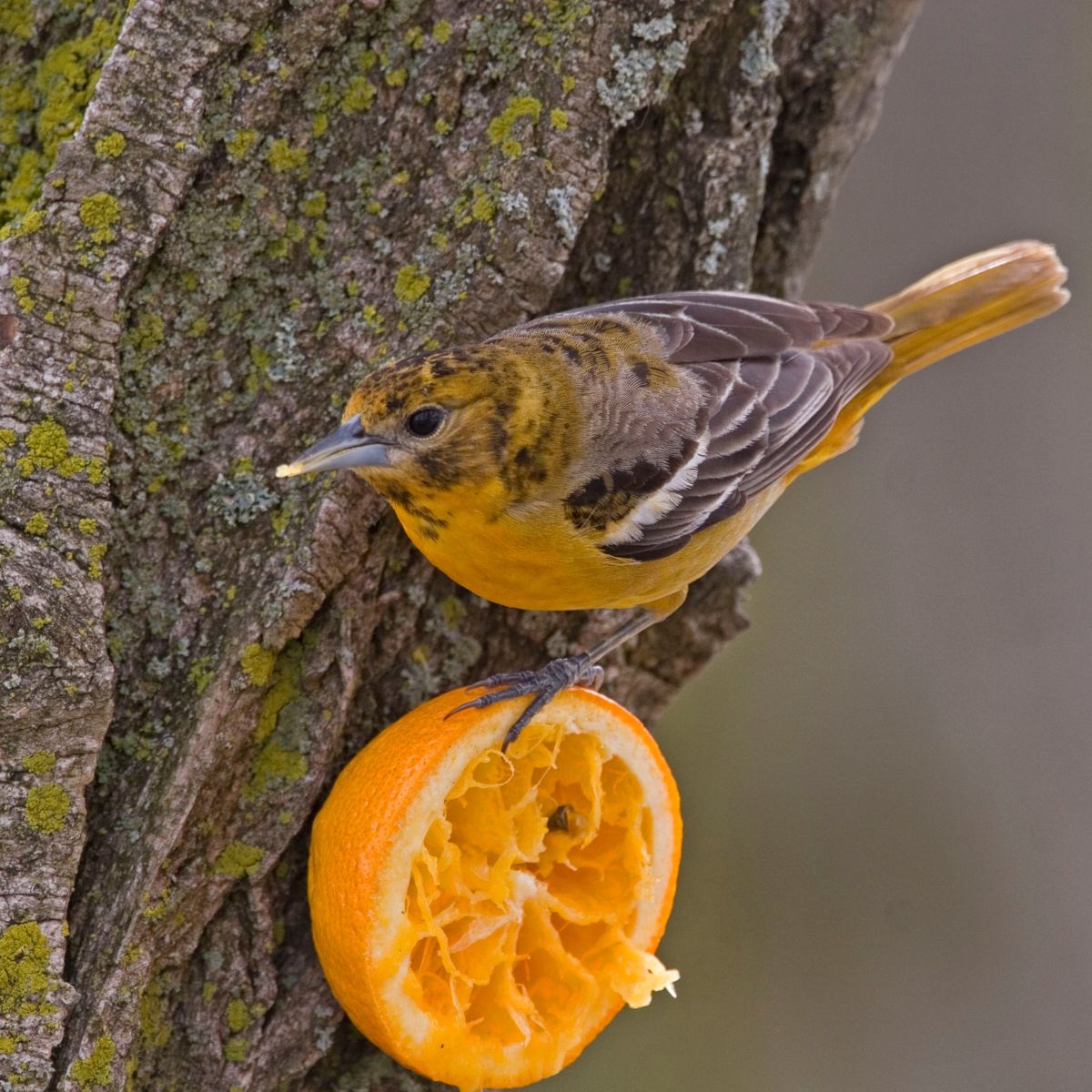 a Baltimore oriole eating form an orange stuck to a tree. 
