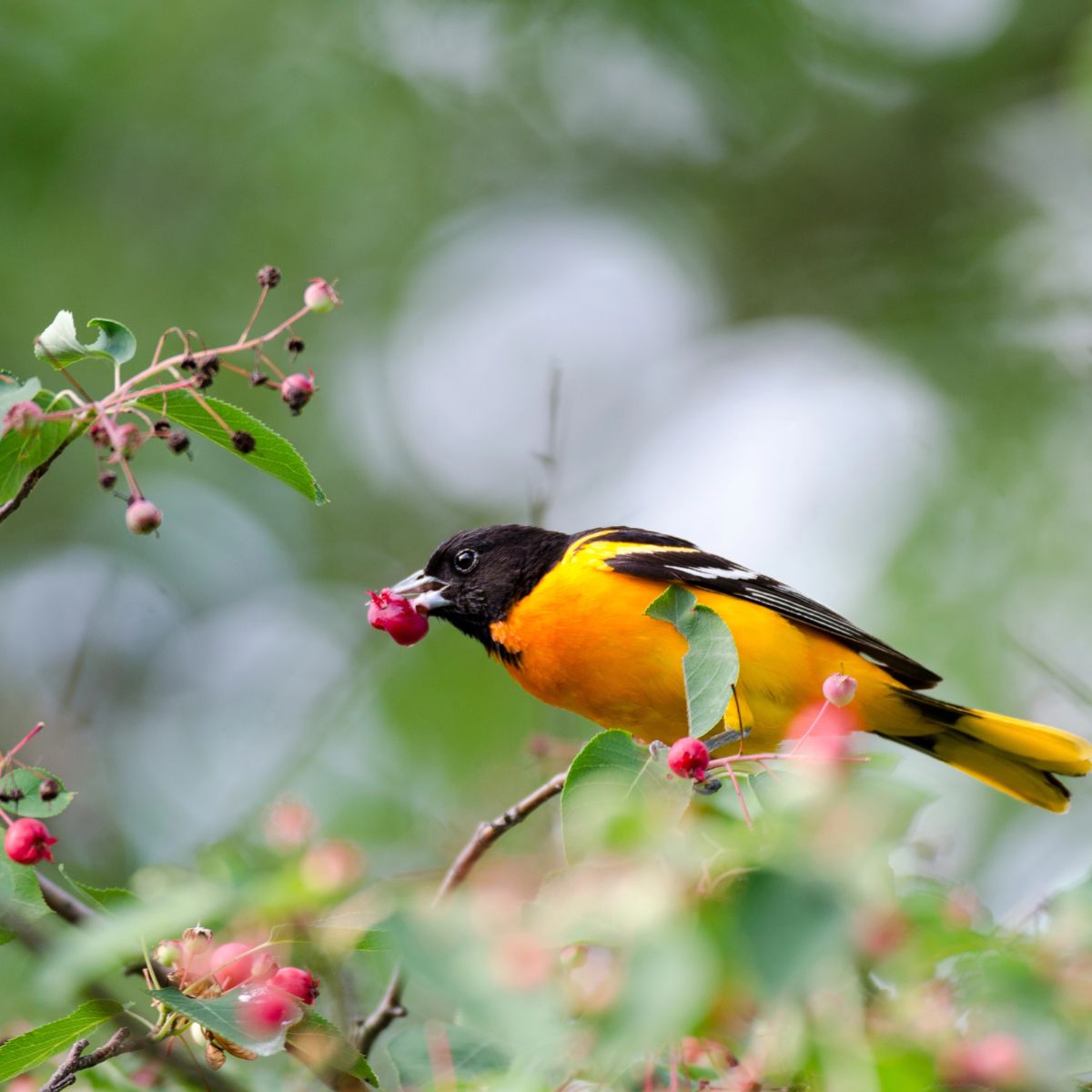 a Baltimore oriole eating berries.
