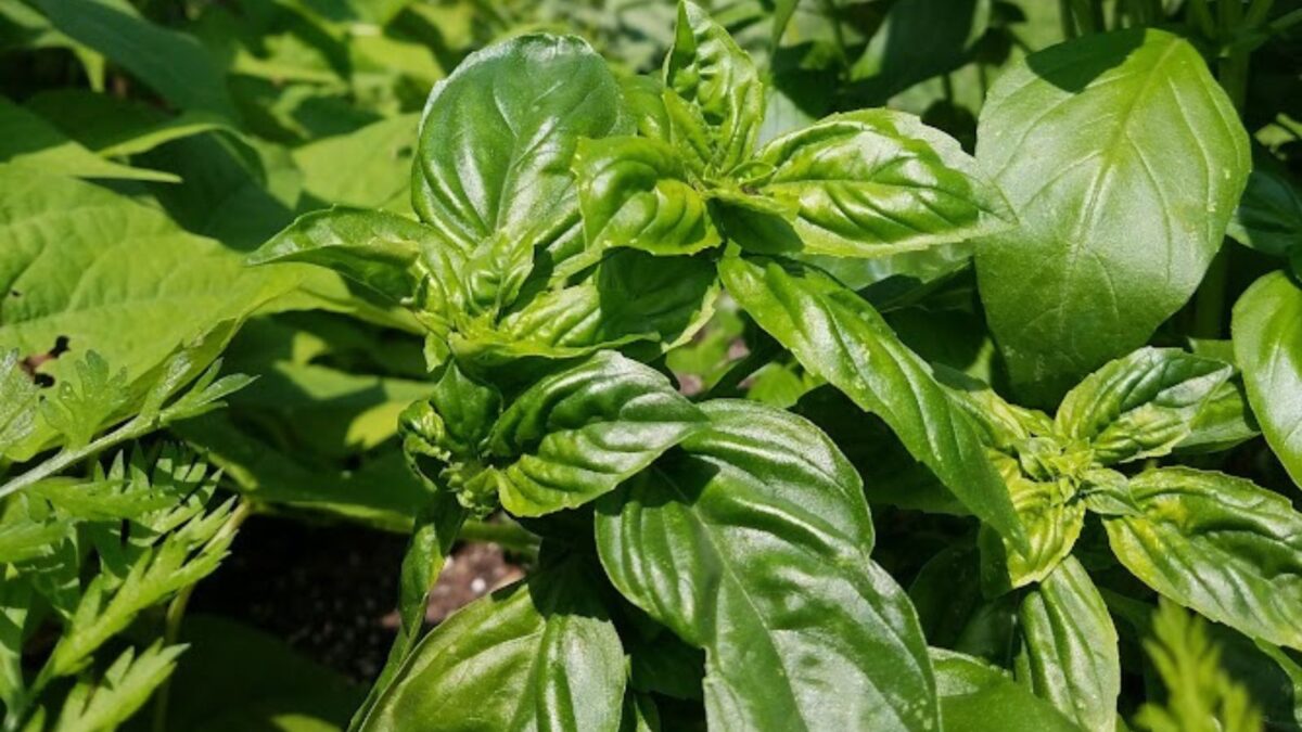 basil growing in the garden. 