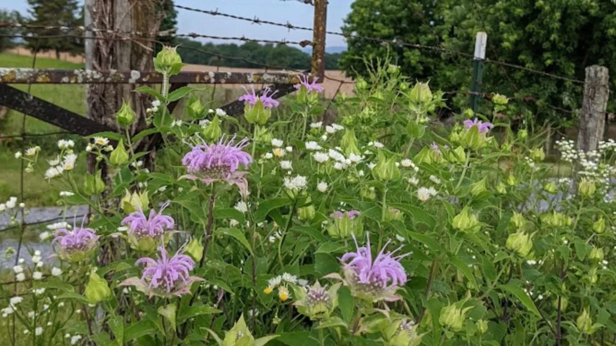 purple bee balm flowers.