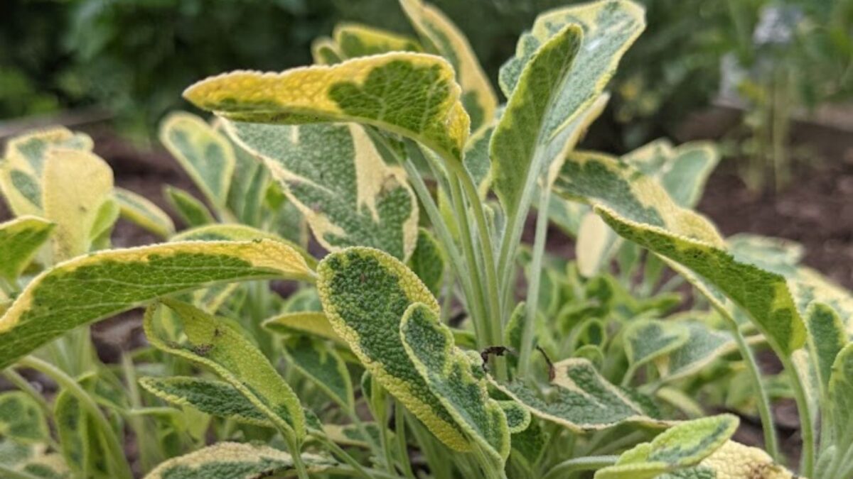 sage plants with bi-color leaves.