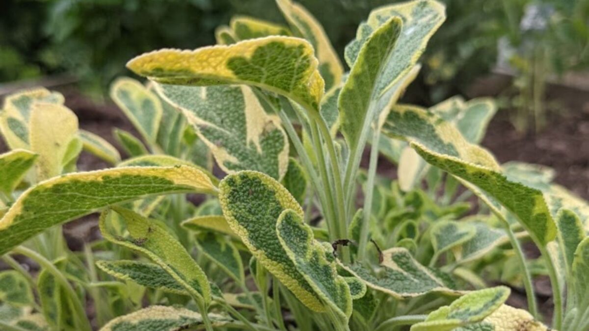 sage plants with bi-color leaves. 