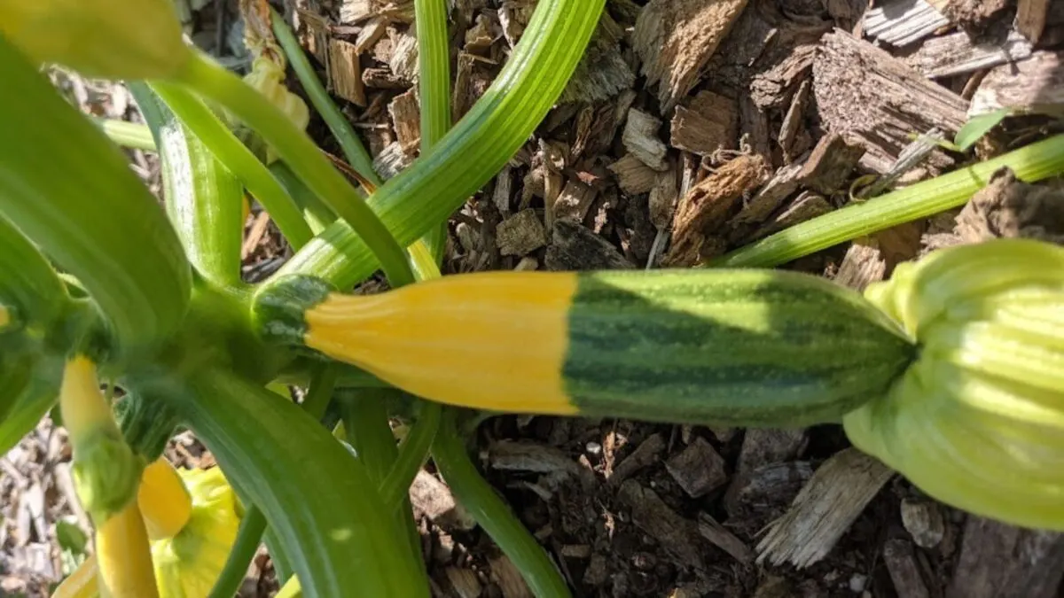 bi-color zucchini.