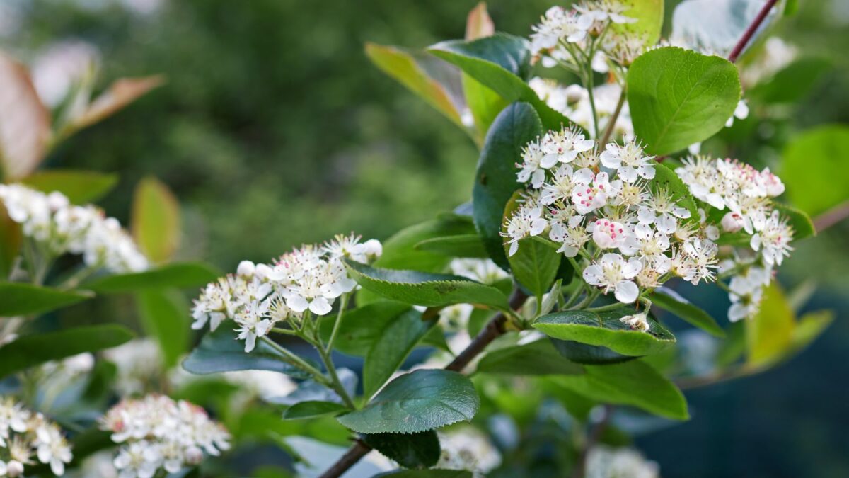 black chokeberry flowers.