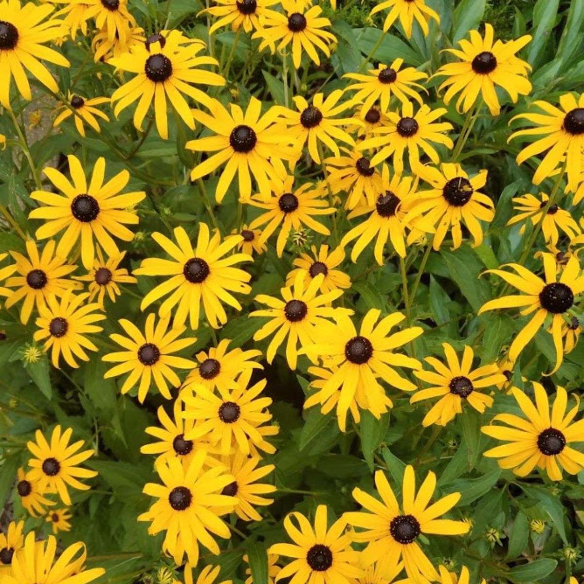 black eyed Susan flowers.