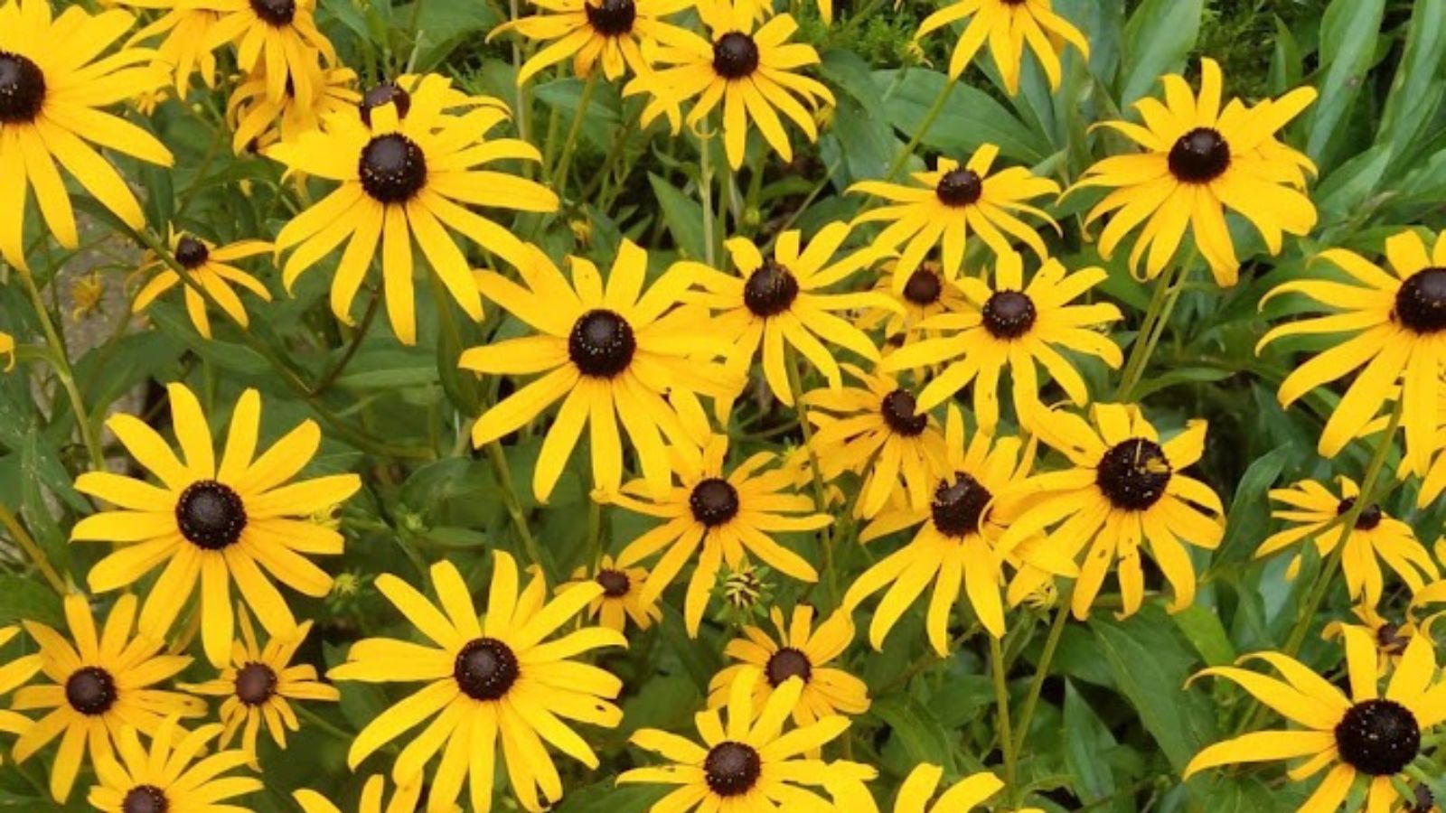 black eyed Susan flowers.