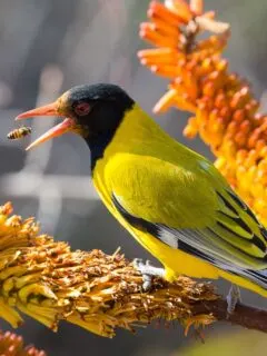 black hooded oriole catching a bee.