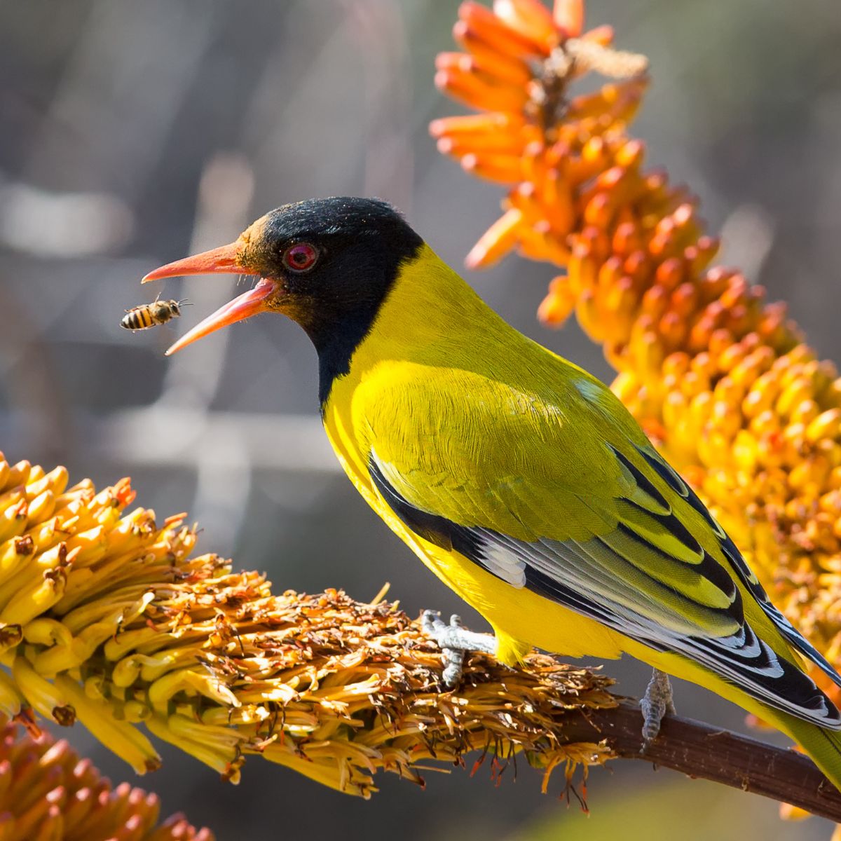 black headed oriole sitting on yellow aloe flowers to catch a bee.