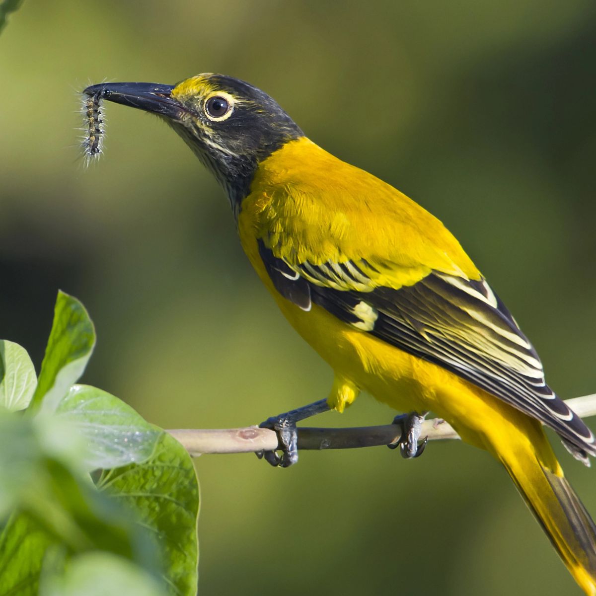 black-hooded oriole eating a caterpillar. 