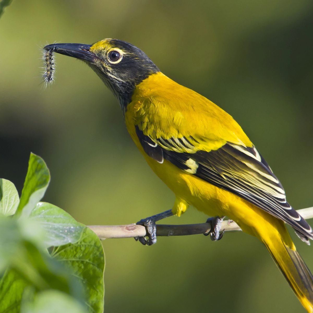 black-hooded oriole eating a caterpillar.