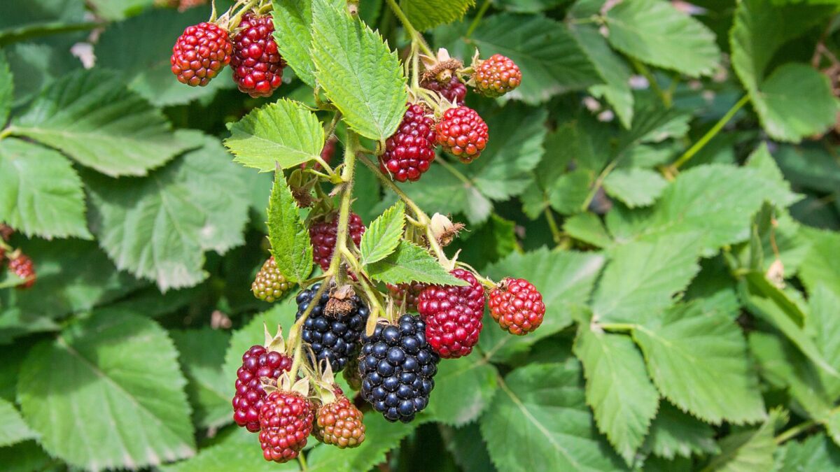 black raspberry plant with fruit in different stages of ripeness.