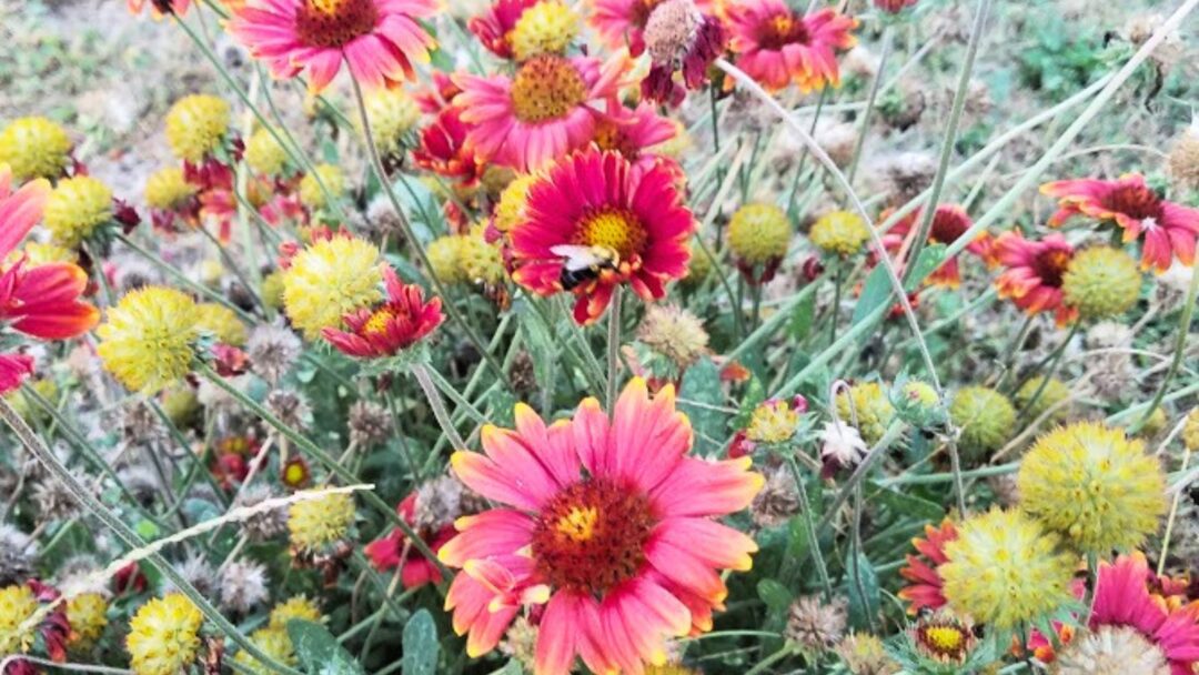 18 Beautiful Flowers That Start With B