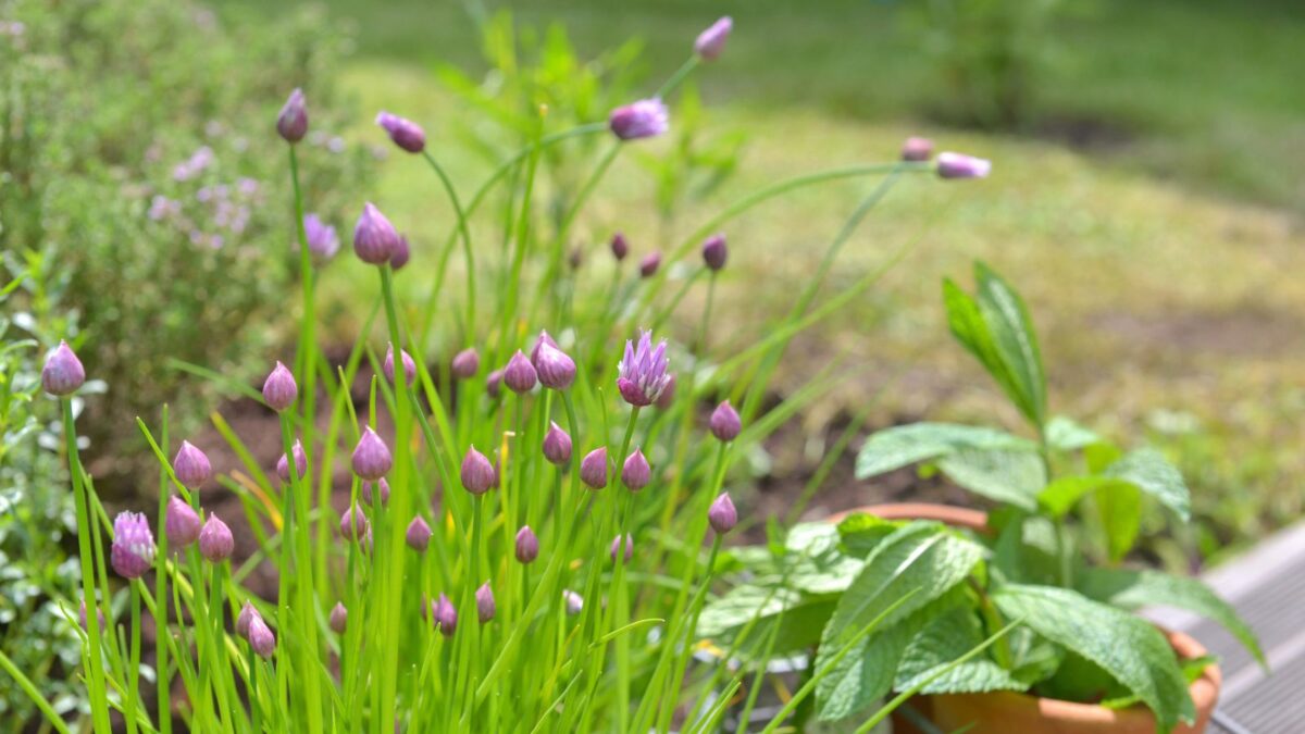 blooming chives