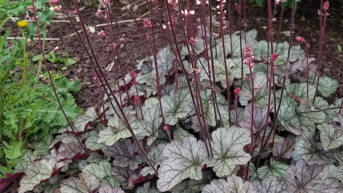 coral bells with silvery leaves and pink flowers. 