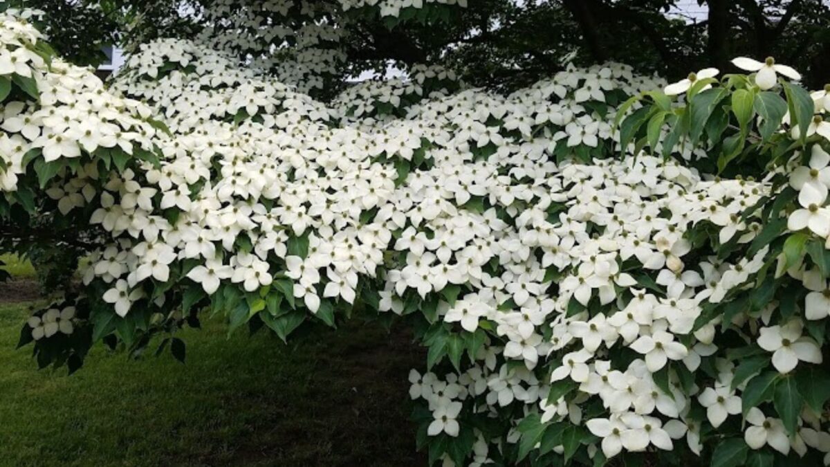 white bloomig dogwood tree.