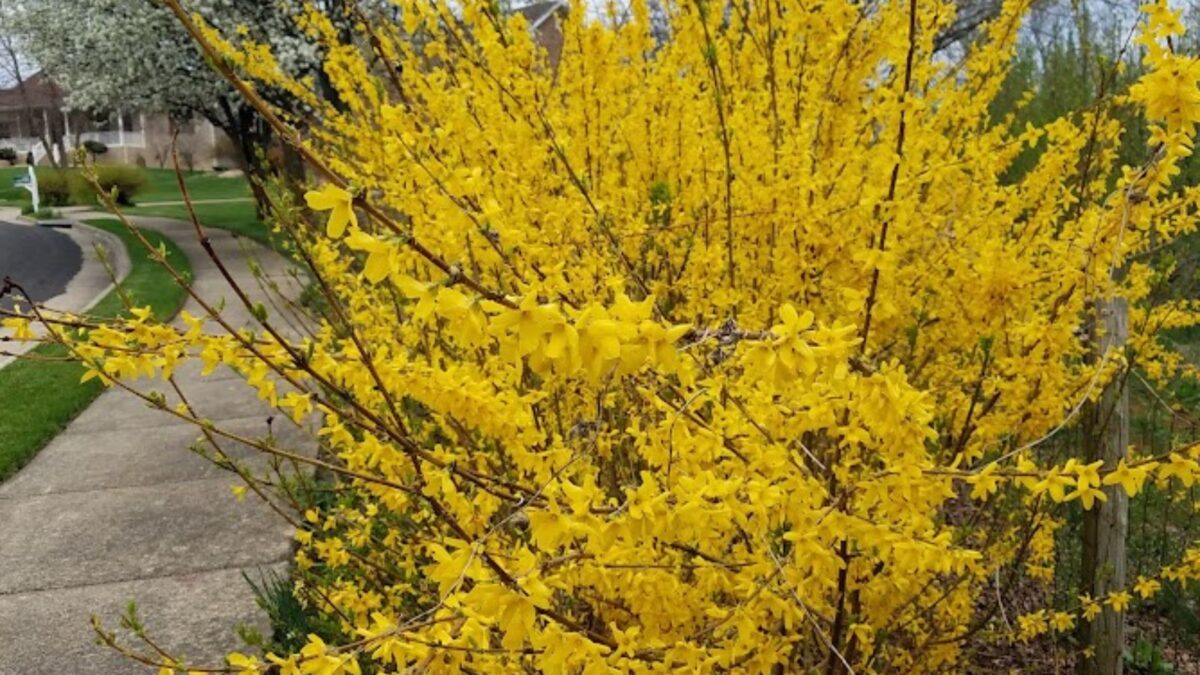 blooming forsythia shrub. 