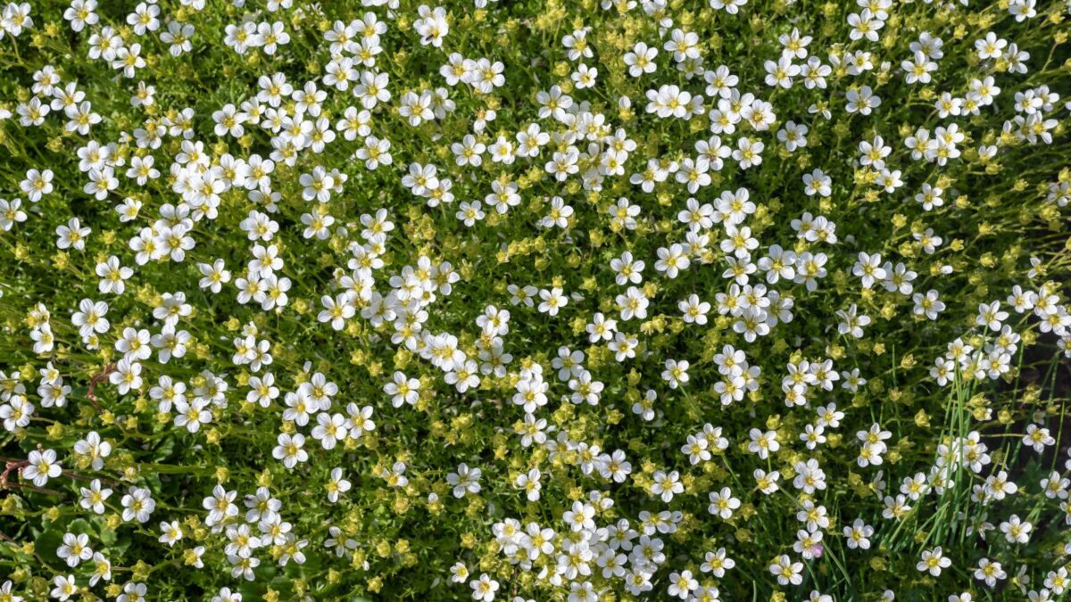 a thick carpet of blooming Irish moss. 