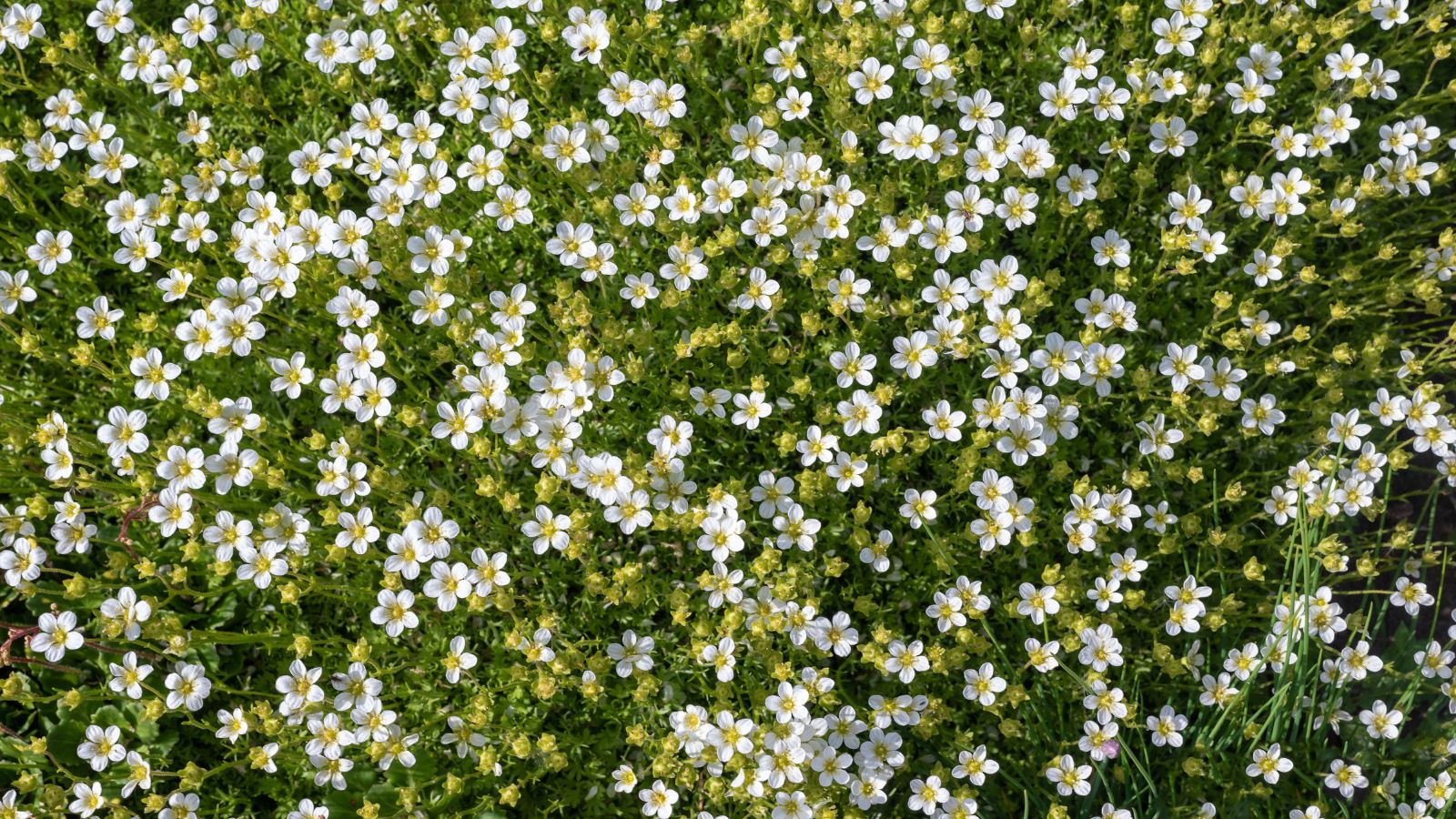 blooming-irish-moss