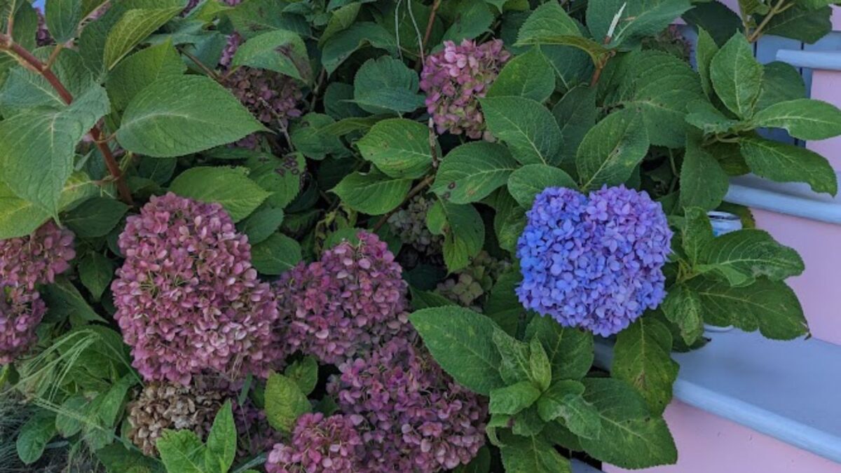 blue and purple hydrangea by the entrance stairs of the house. 