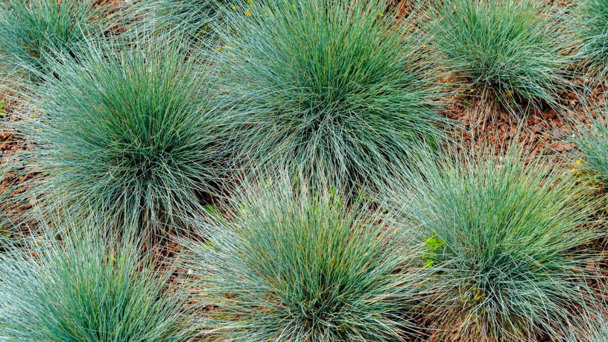 blue fescue grass.