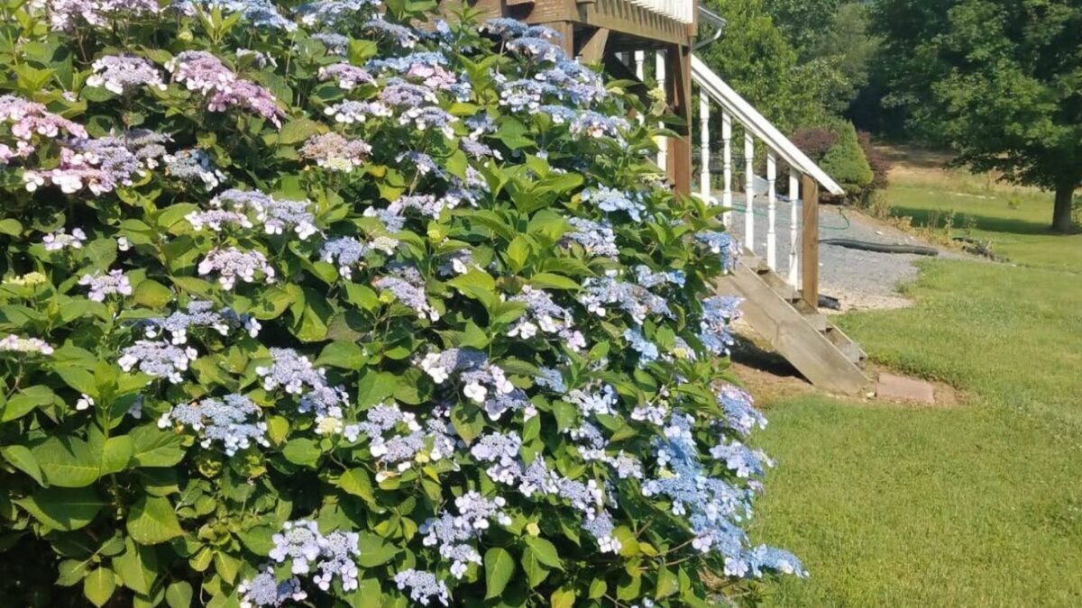 Blue hydrangea bush in front of the house.