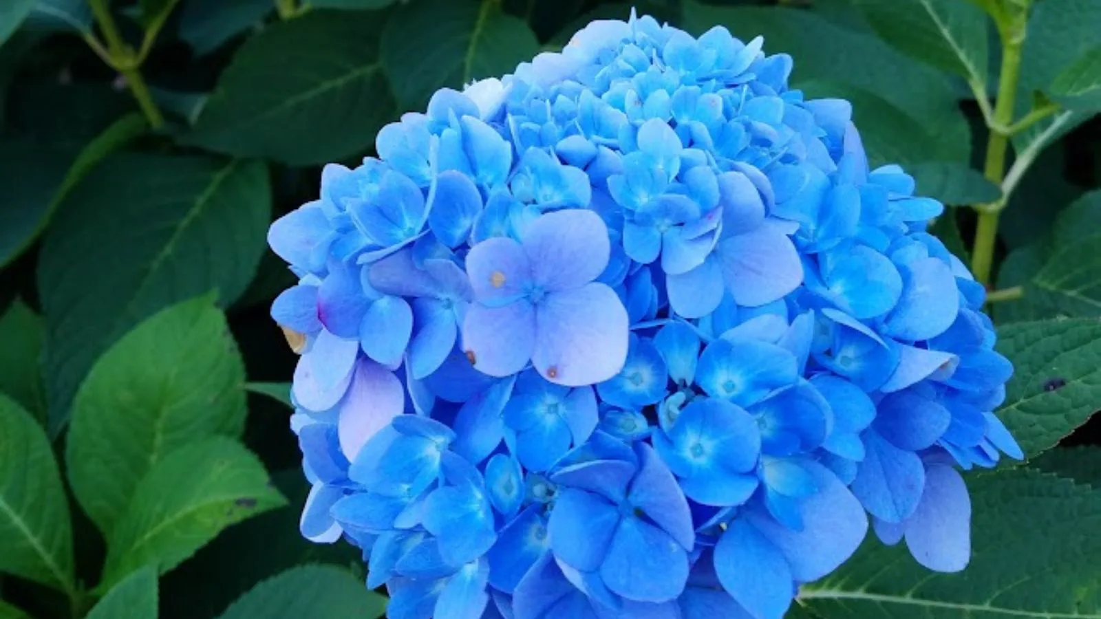 blue hydrangea flower.