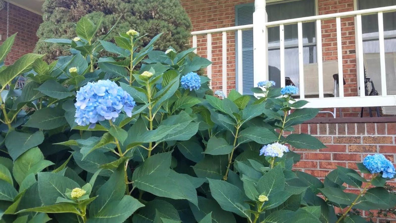 blue hydrangea shrub in front of the house.