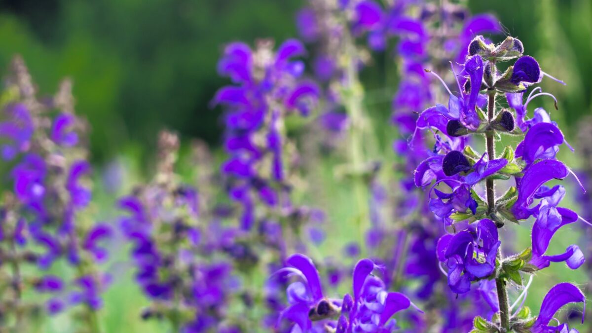 Blue sage flowers