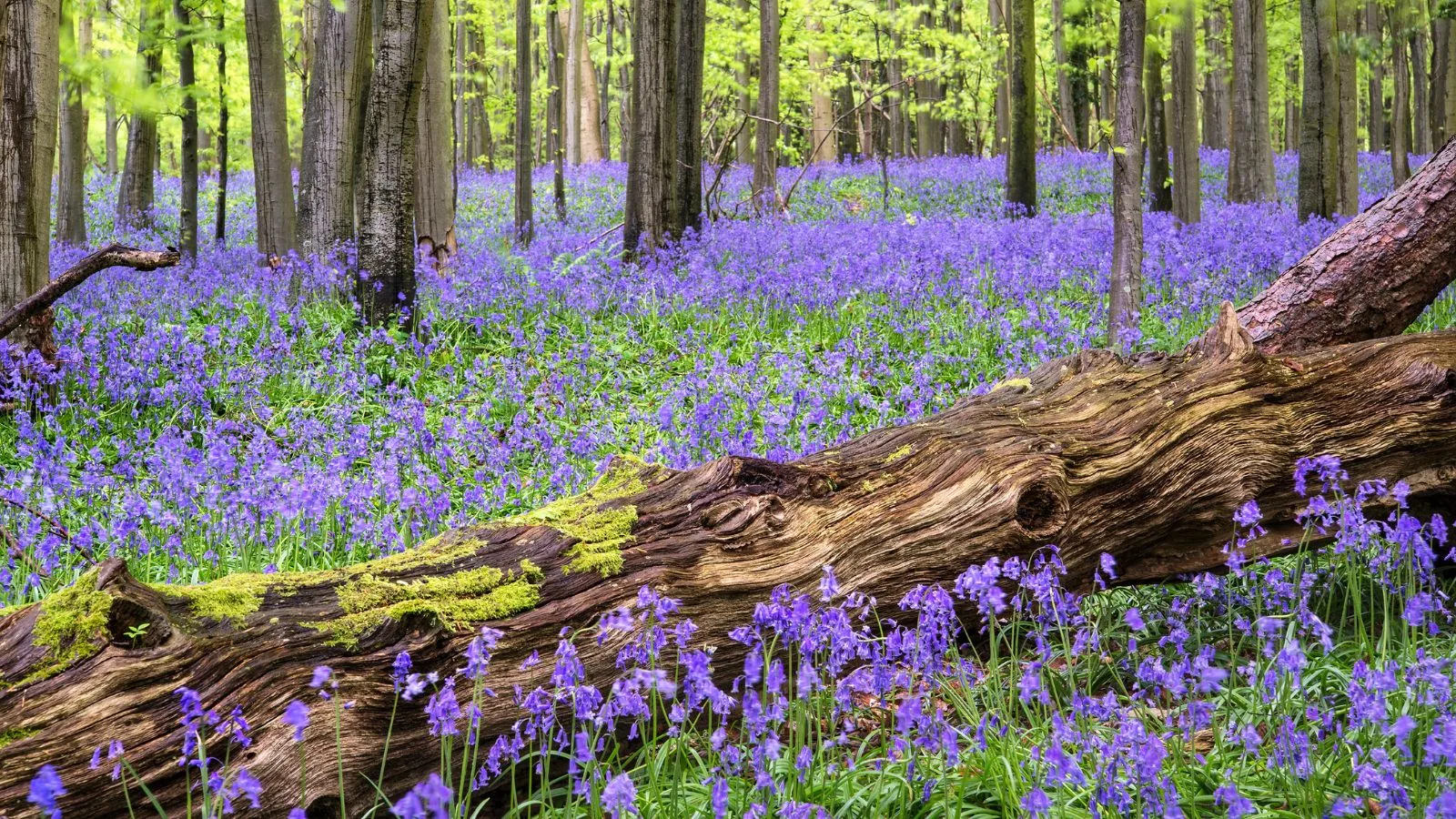 a carpet of bluebell flowers in the spring.