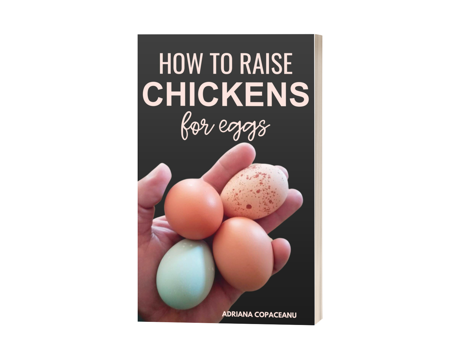 how to raise chickens for eggs