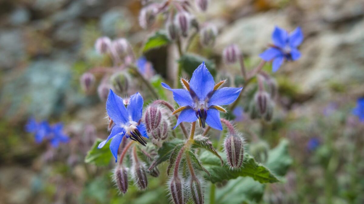 beautiful blue borage flowers.