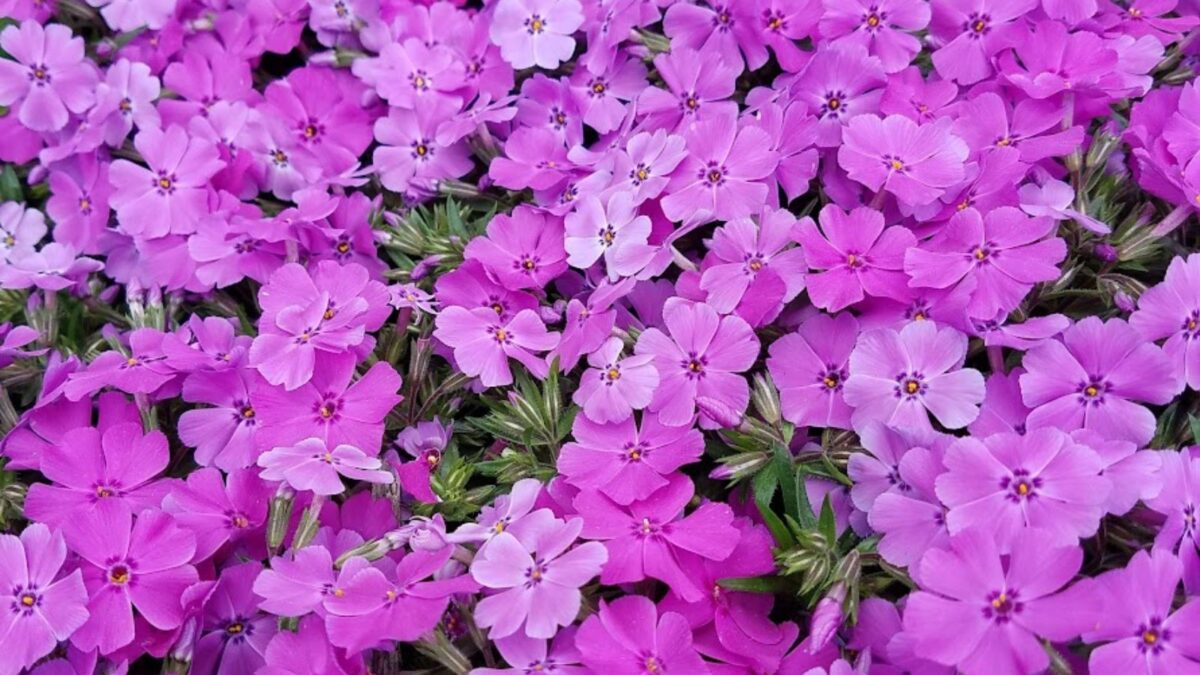 bright pink creeping phlox. 