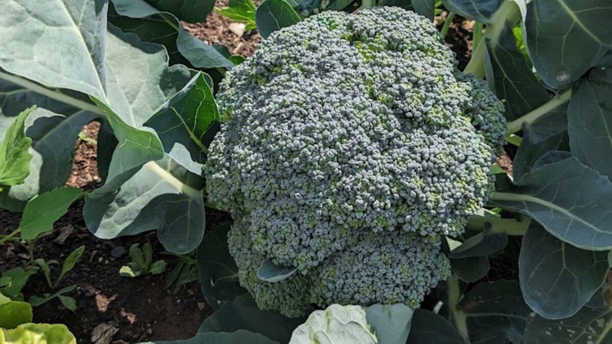 beautiful broccoli plant ready to harvest.