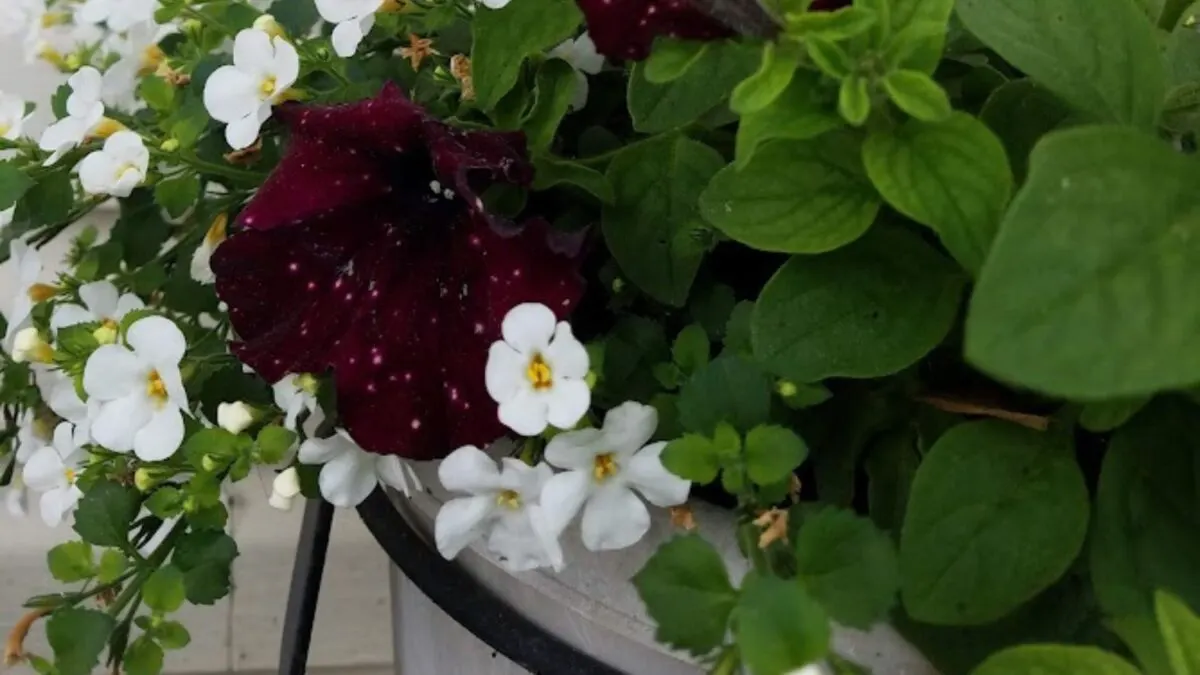 Gold speckled burgundy petunia in a pot with small white flowers.