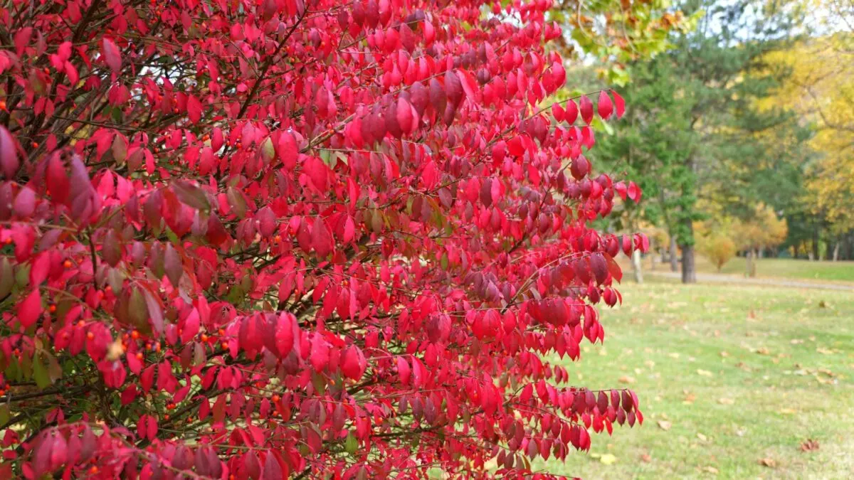 Burning bush in the fall with red leaves. 