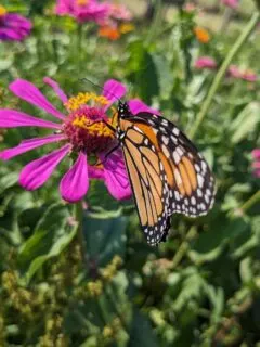 Monarch butterfly on pink zinnia flower.
