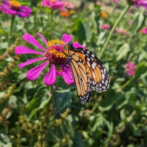 Monarch butterfly on pink zinnia flower.