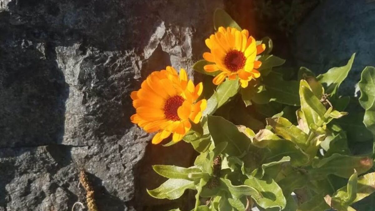 calendula flowers.