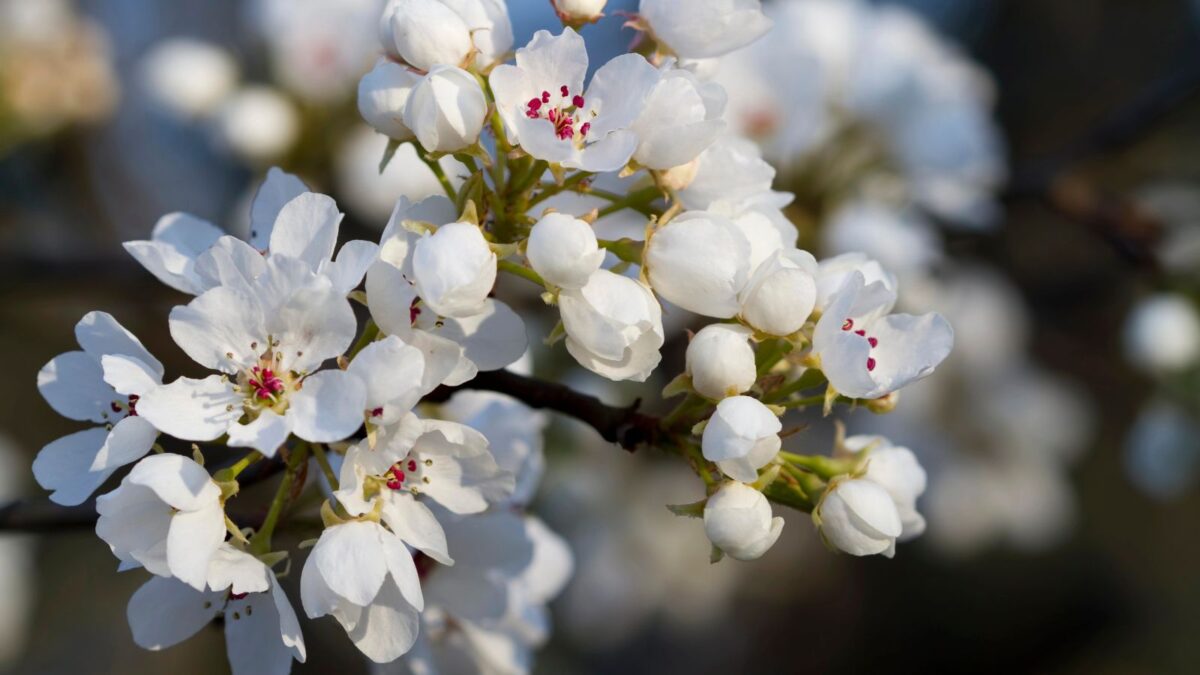 white callery pear flowers. 