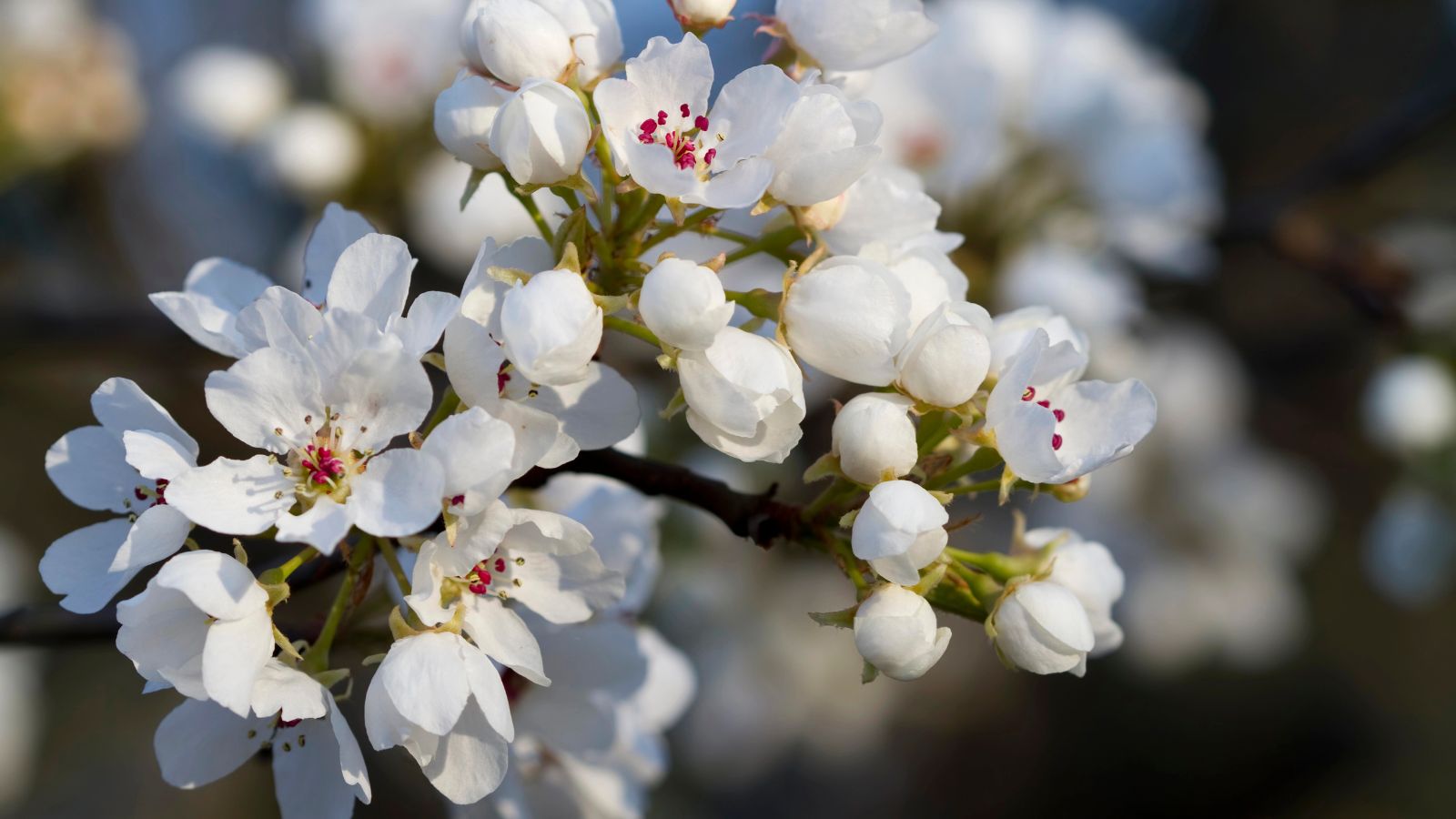 callery pear flowers.