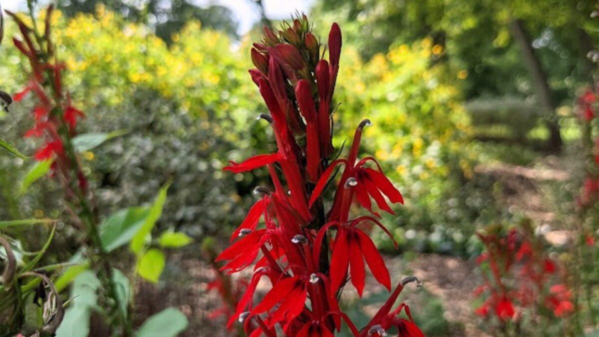 bright red cardinal flower.